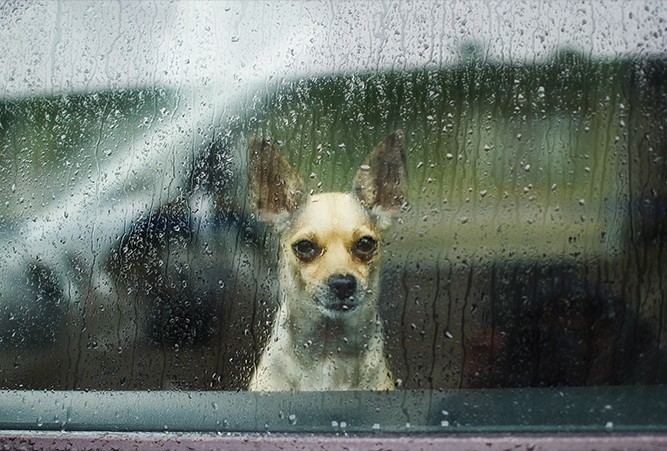 Dog-Looking-Out-Car-Window